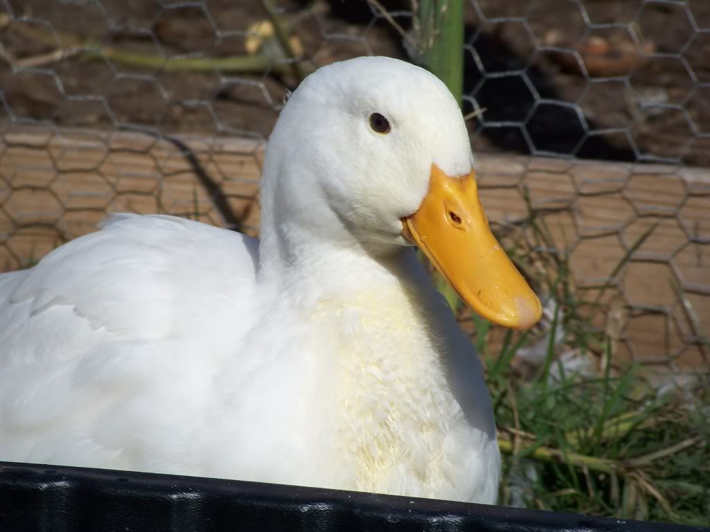 Pekin Ducks BackYard Chickens Learn How to Raise Chickens